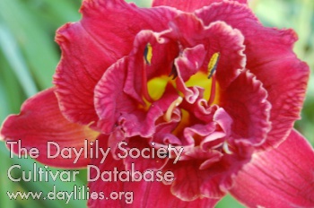 Daylily Ruffles in Red